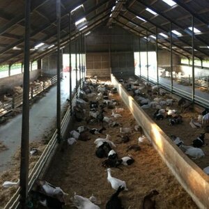 Kaasmakerij Utopia image 2