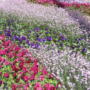 Actieftuinieren image 2