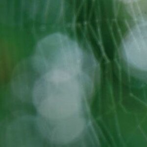 Ongediertebestrijding Volendam Wespvrij image 1