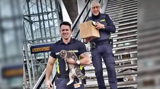 Medewerkers van de NS redden duif en kat van wisse dood