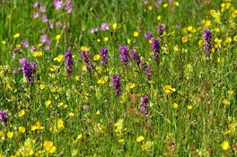 Medewerker Landschap Noord-Holland maakte drie ton over naar zichzelf