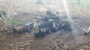 Politie zoekt getuigen brandstichting in bos Bergen