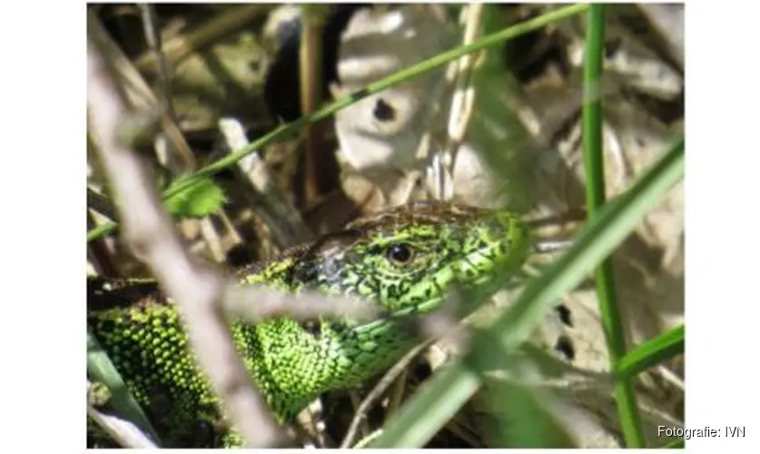 Wandeling in de duinen bij de Schaapskooi Bergen