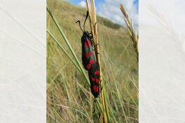 Op zoek naar scherfjes in de hemel