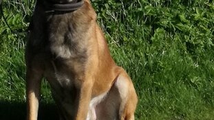 Man aangehouden met behulp van diensthond Duco