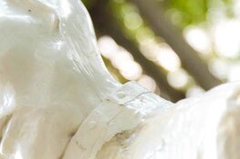 Vandalen onthoofden kunstwerken in Geestmerambacht: "Ik trof een slagveld aan"