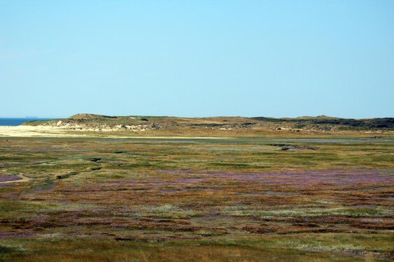 Niet brommen in het duinreservaat