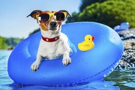 Hondenzwemmen bij Zwembad de Bever