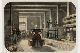 Lezing Alkmaars Historisch Café:  De geschiedenis van de Noord-Hollandse melkveehouderij