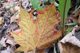 Opzoek naar Schimmels en Gallen
