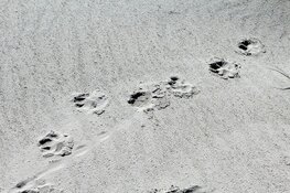 Kinderactiviteit in de Schaapskooi Bergen 18 november