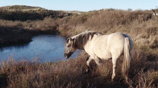 Op zoek naar de &#39;winter&#39;
