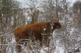 Winterse wandeling door de duinen