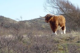 Duin- en strandwandeling Bergen aan Zee 17 maart