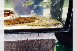 Van bittervoorn tot zwarte zegge, leer alles over oevers!