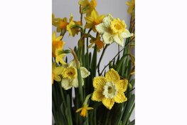 Bieb Experience Dag in De Mare