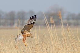 Vaderdagtip: vaartocht Eilandspolder voor het hele gezin