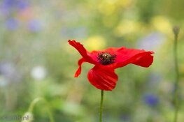 Workshops Fotografie bij Hortus Alkmaar