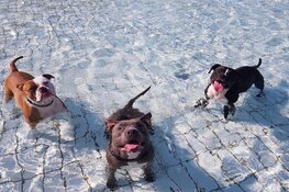 Hondenzwemmen in zwembad Hoornse Vaart