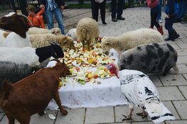 Dierendag bij Kinderboerderij Jong Leven in Sint Pancras