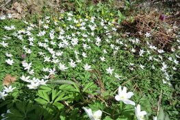 Hortus Alkmaar dit jaar al op 21 maart open