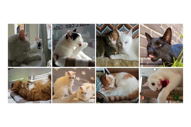 Help het Digibeet en Kattencafé te blijven bestaan