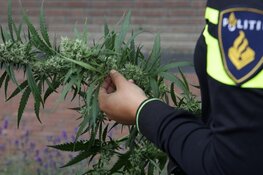 Hennepkwekerij ontdekt, zes personen aangehouden