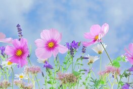 Clusius plantenmarkt online