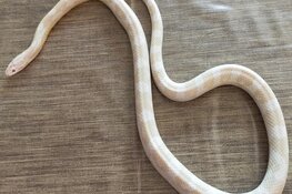 Bewoner vangt rattenslang in eigen achtertuin: "Die baksteen op de emmer was slim"