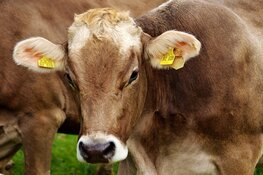 Landbouwdag Alkmaar 2020 gaat niet door