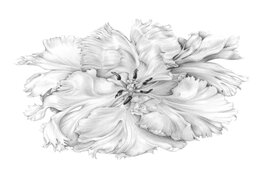 Workshop kennismaken met botanisch tekenen