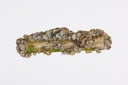 Workshop kennismaken met botanisch tekenen