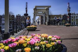 Tulp Festival geeft kleur aan de buurt