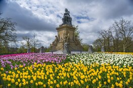 Tulp Festival geeft kleur aan de buurt