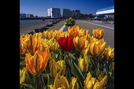 Tulp Festival geeft kleur aan de buurt
