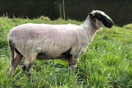 Van gras tot vilten rouwdoek