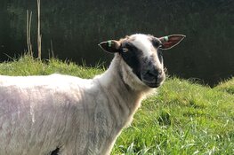 Van gras tot vilten rouwdoek