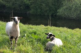 Van gras tot vilten rouwdoek