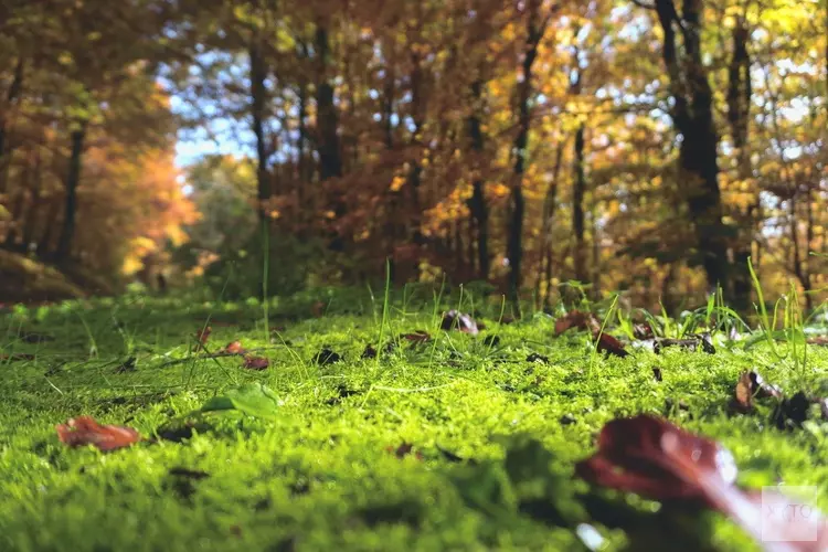 Hoe begin je zelf aan een groene toekomst?