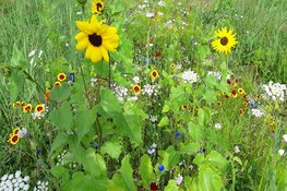 Oproep: Waar blijft die Tijdelijke natuur?