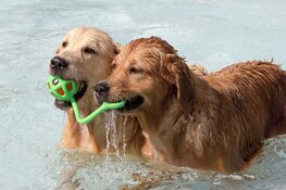 Hondenzwemmen in zwembad Hoornse Vaart