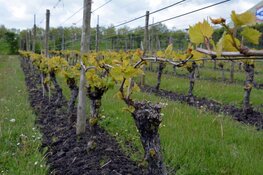 Streekmarkt Dijk en Waard geeft lokaal talent een podium