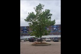 Schoolplein daltonschool Liereland vergroent