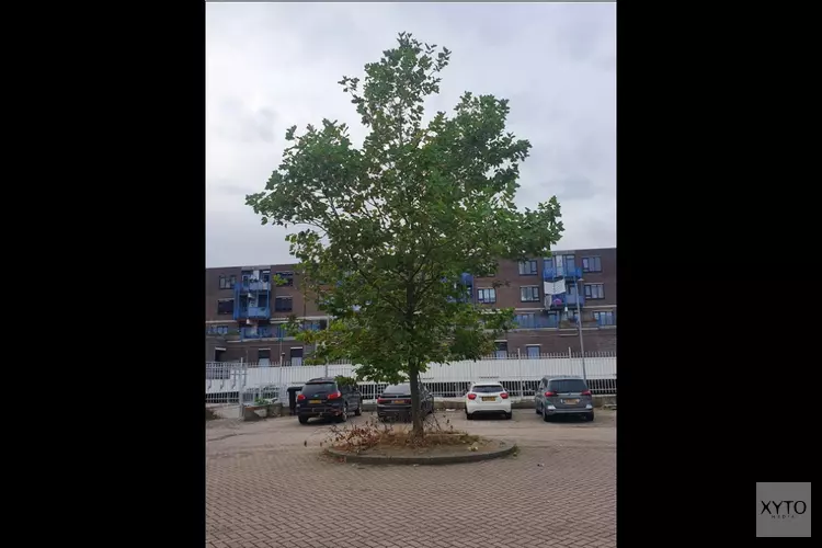 Schoolplein daltonschool Liereland vergroent