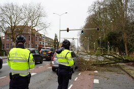 Boom valt op rijdende auto in Alkmaar