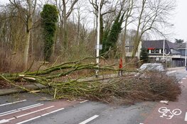 Boom valt op rijdende auto in Alkmaar