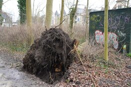 Boom valt op rijdende auto in Alkmaar