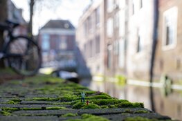 Unieke en splinternieuwe stadsroute in aantocht: Mini Alkmaar