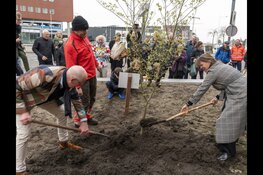 Vredesboom Hiroshima geplant aan Kanaalkade