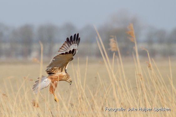 Op zoek naar roofdieren in de Eilandspolder